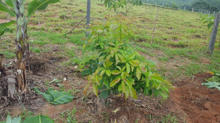 Fazenda à venda com 1 quarto, 100m² - Foto 4