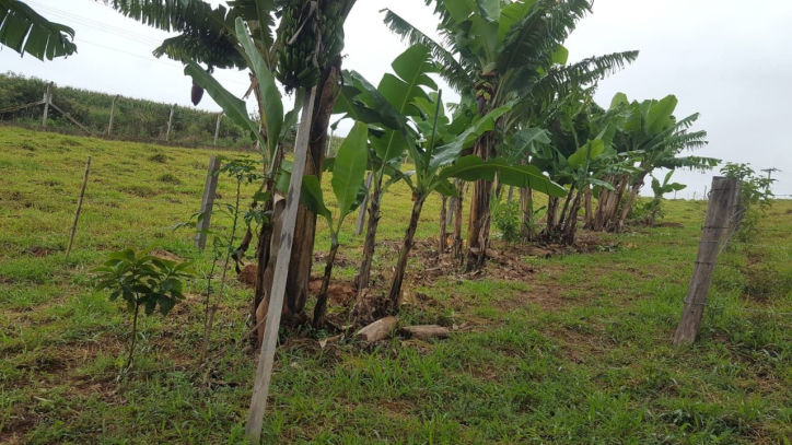 Fazenda à venda com 1 quarto, 100m² - Foto 46