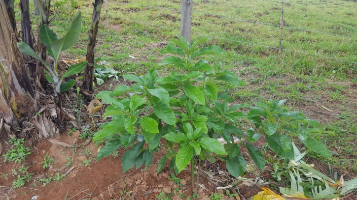 Fazenda à venda com 1 quarto, 100m² - Foto 47