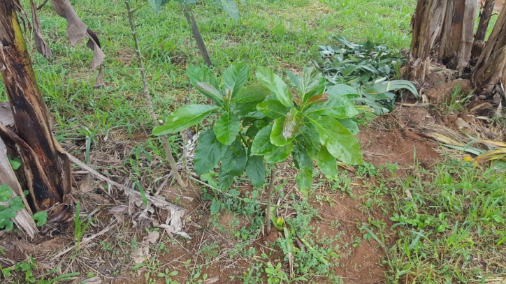 Fazenda à venda com 1 quarto, 100m² - Foto 48