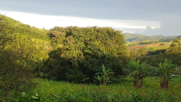 Fazenda à venda com 1 quarto, 100m² - Foto 50