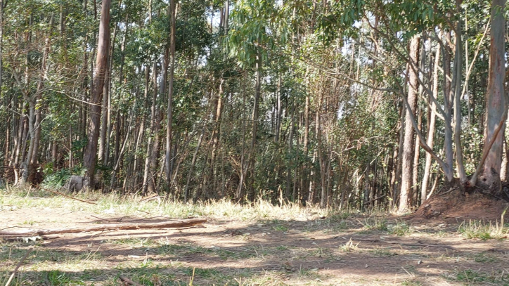 Fazenda à venda com 6 quartos, 500m² - Foto 125