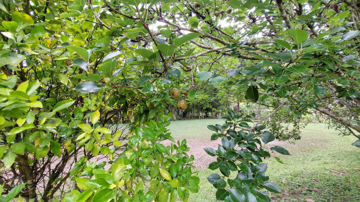 Fazenda à venda com 4 quartos, 450m² - Foto 63