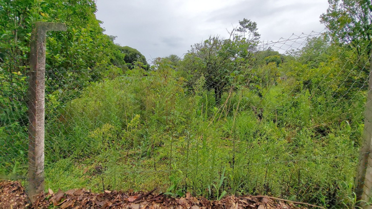 Fazenda à venda com 4 quartos, 450m² - Foto 66