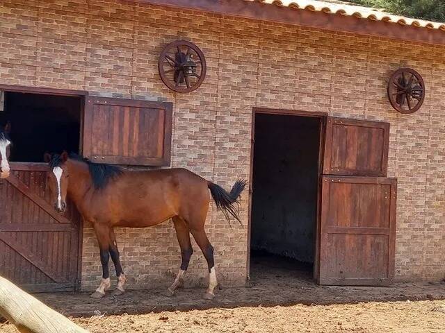 Fazenda à venda com 4 quartos, 5664m² - Foto 6