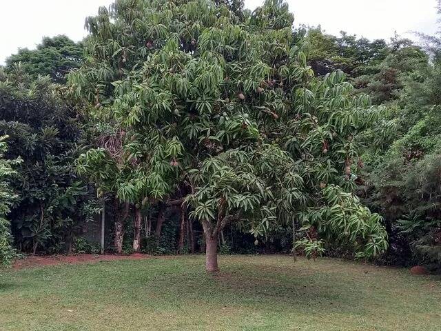 Fazenda à venda com 4 quartos, 5664m² - Foto 9