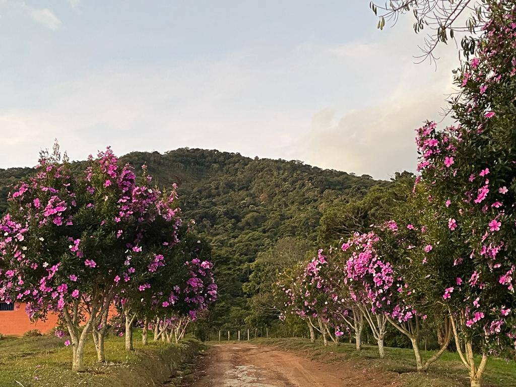 Fazenda à venda com 5 quartos, 350m² - Foto 22