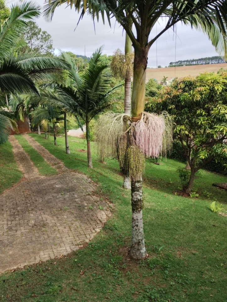 Fazenda à venda com 3 quartos, 613m² - Foto 4