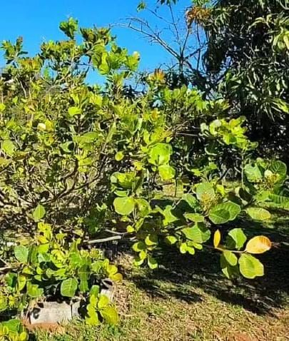 Fazenda à venda com 2 quartos, 3000m² - Foto 7