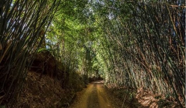 Fazenda à venda com 6 quartos, 500m² - Foto 36