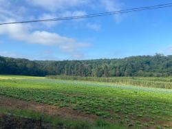 Área para Venda em Suzano - 5