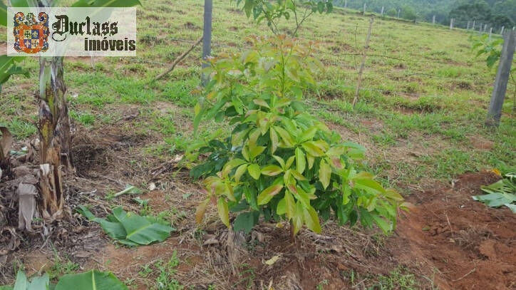 Fazenda à venda com 1 quarto, 100m² - Foto 4