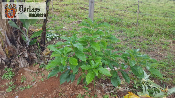 Fazenda à venda com 1 quarto, 100m² - Foto 47