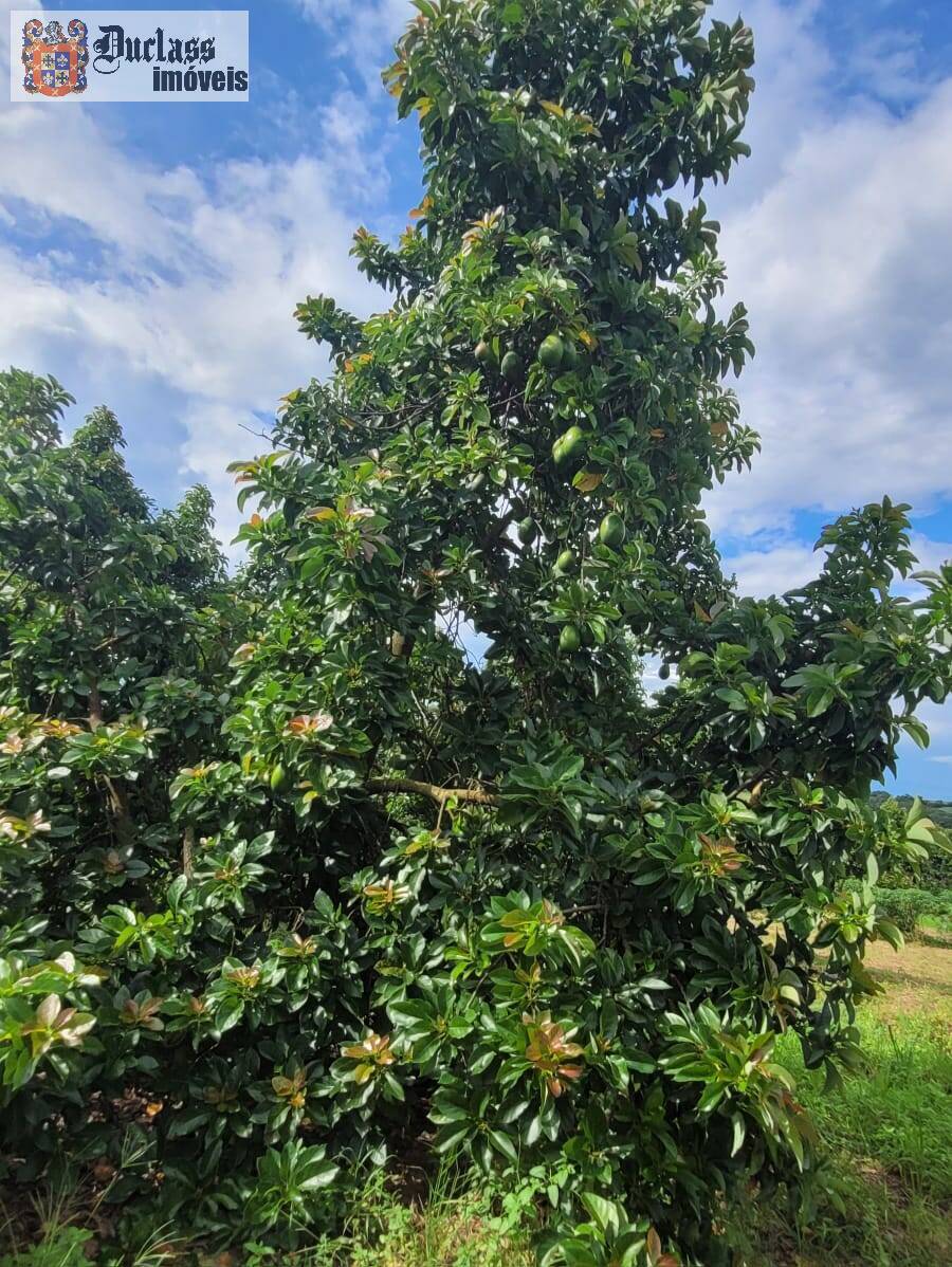 Fazenda à venda com 2 quartos, 44500m² - Foto 2