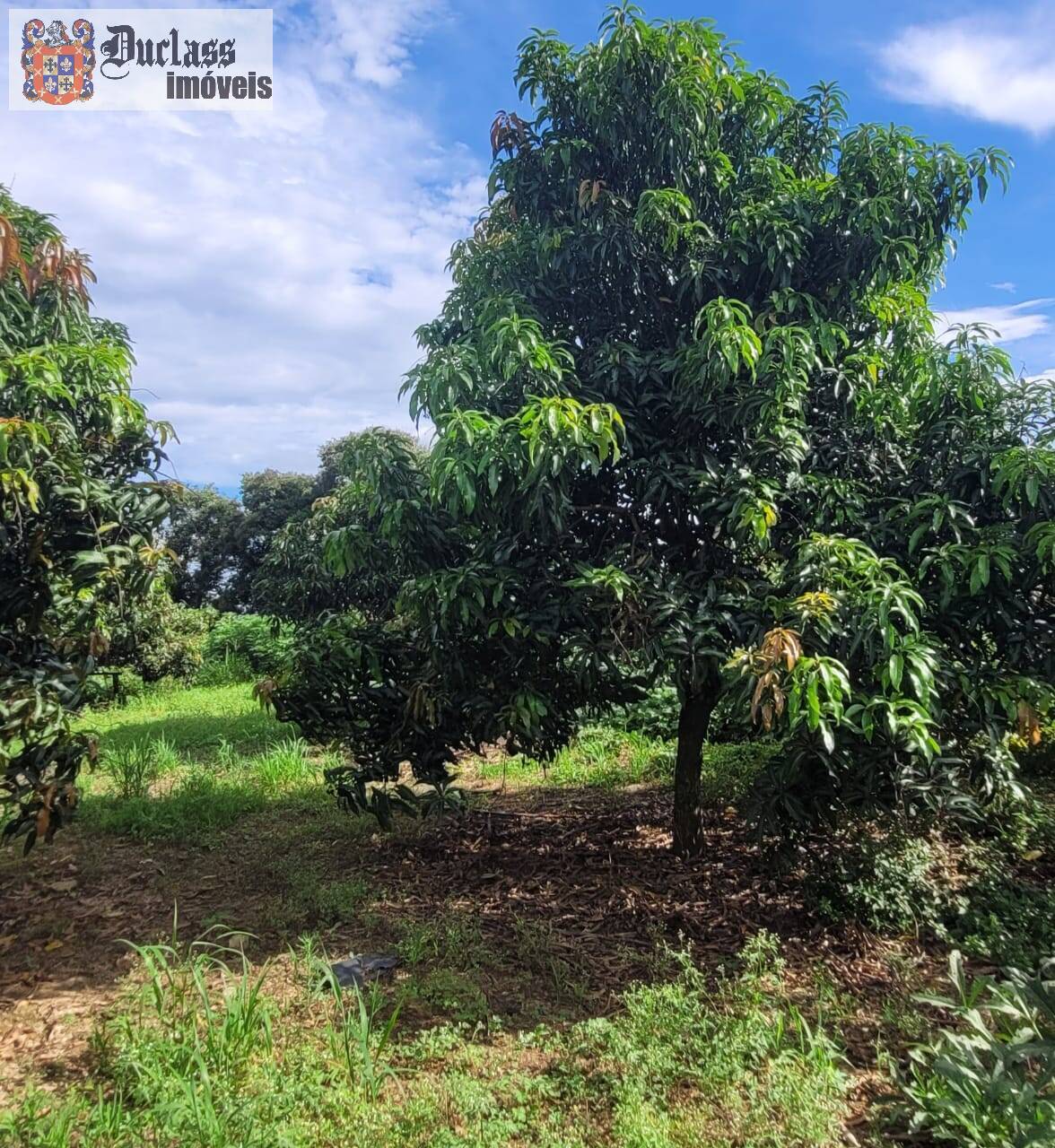 Fazenda à venda com 2 quartos, 44500m² - Foto 5