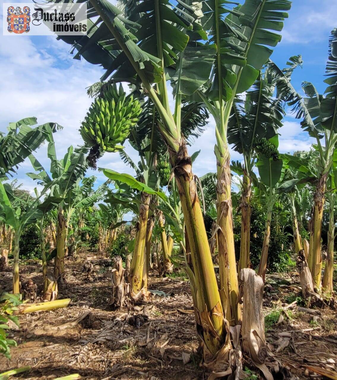 Fazenda à venda com 2 quartos, 44500m² - Foto 9