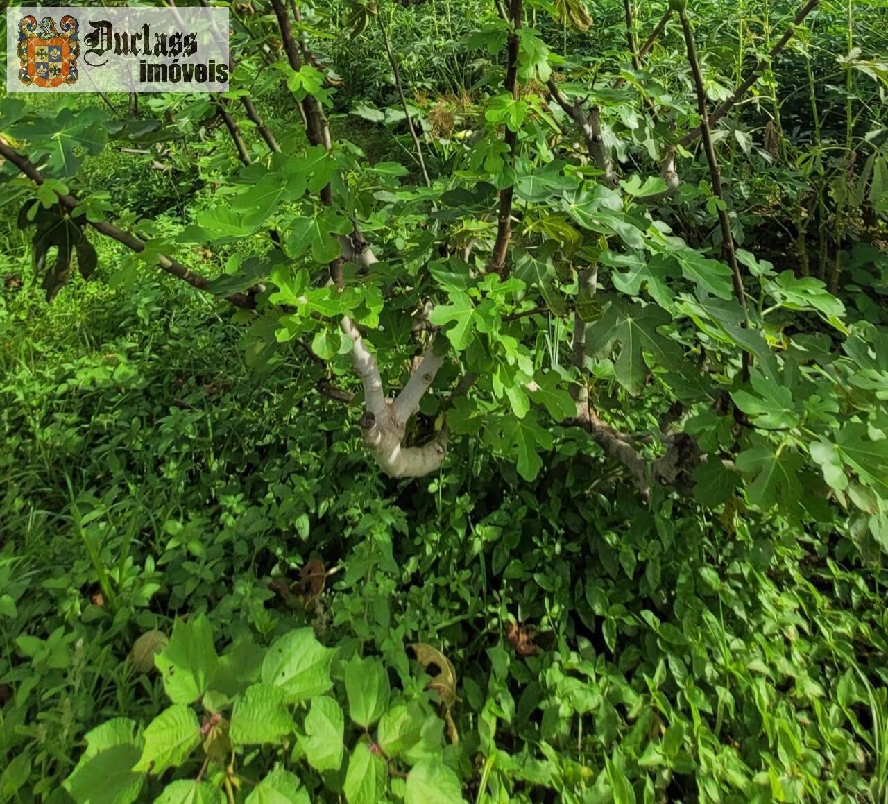 Fazenda à venda com 2 quartos, 44500m² - Foto 13