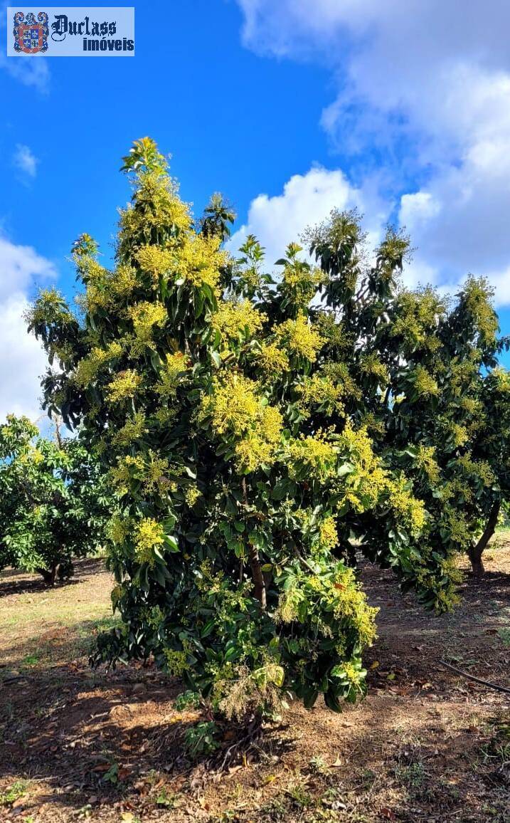 Fazenda à venda com 2 quartos, 44500m² - Foto 19