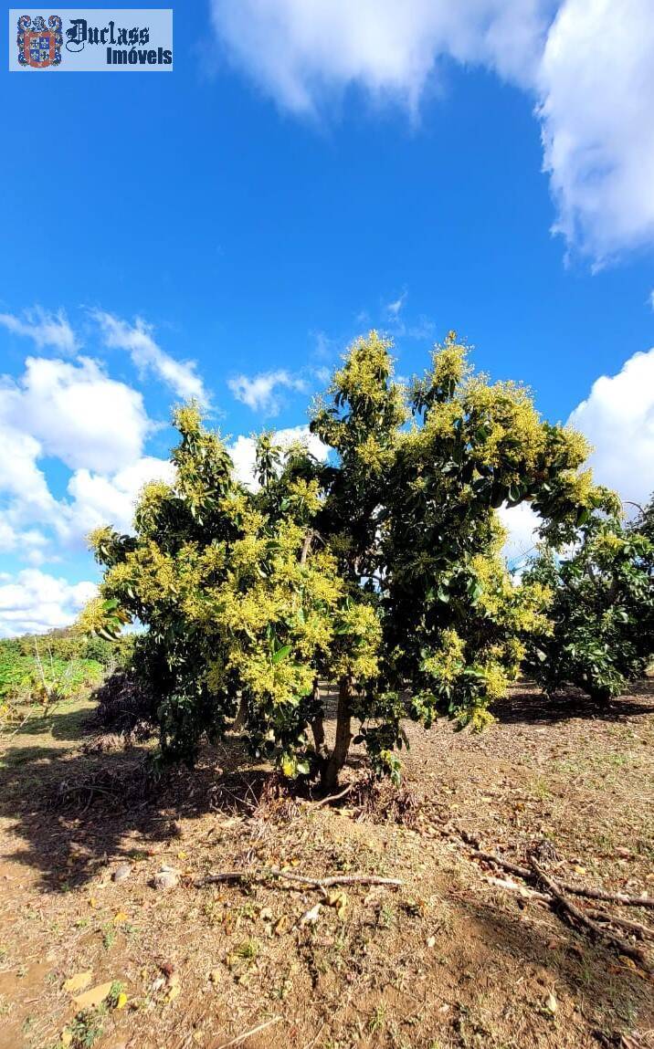 Fazenda à venda com 2 quartos, 44500m² - Foto 20