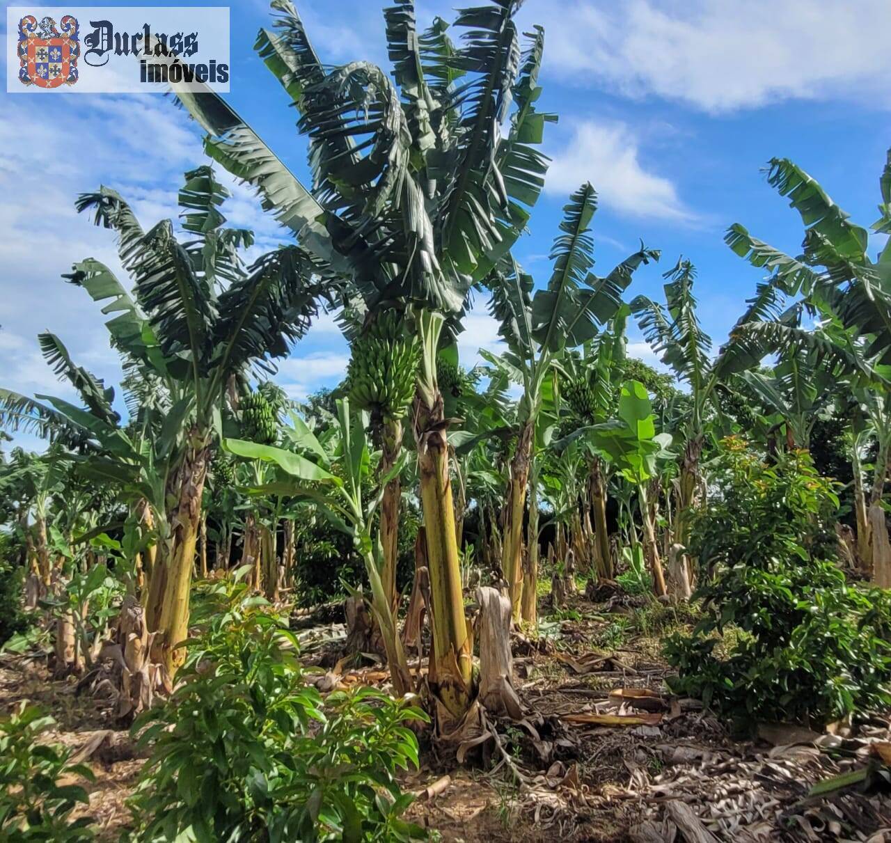 Fazenda à venda com 2 quartos, 44500m² - Foto 39