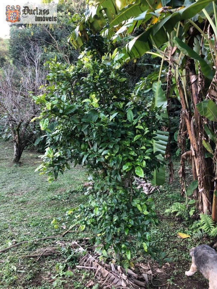 Fazenda à venda com 2 quartos, 200m² - Foto 37